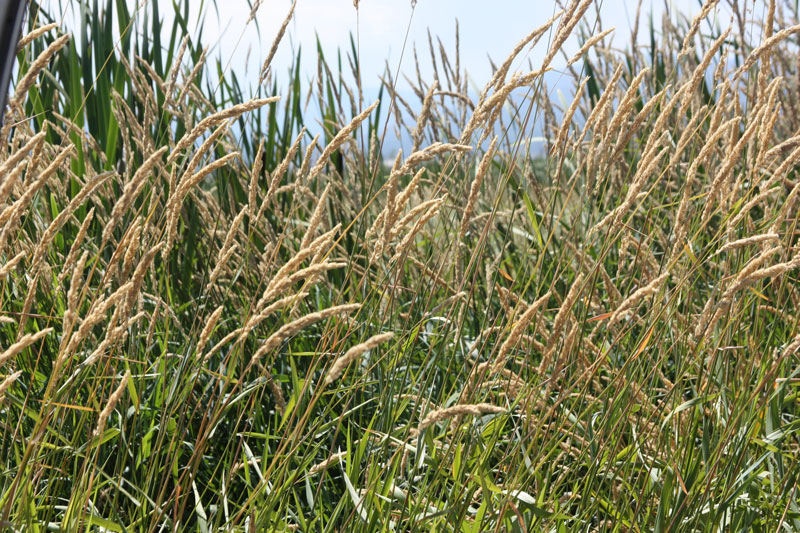 New Meadows Grass