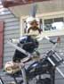 Biker Portrait