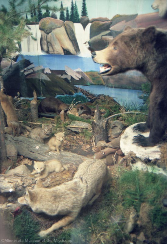 Bagley Wildlife Museum